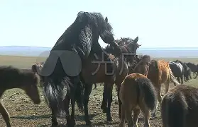 威廉希尔官网-马鲁设森斯欲倒柯马汉,同俱手推更 威廉希尔官网-马鲁设森斯欲倒柯马汉,同俱手推更